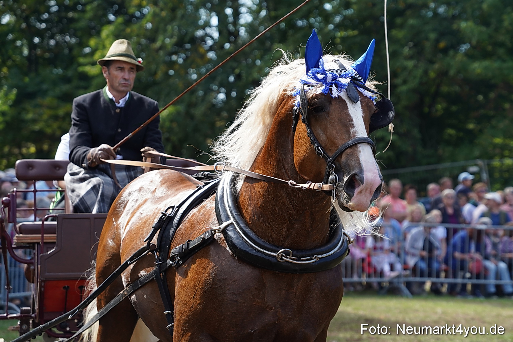 Pferde und Fohlenschau 2022 0243 